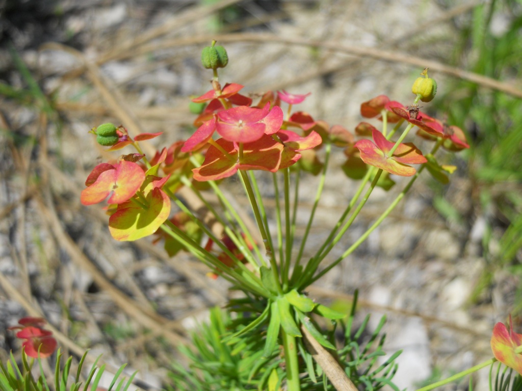 Euphorbia cyparissias
